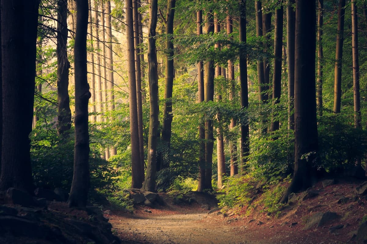 Hiking trail through the forest