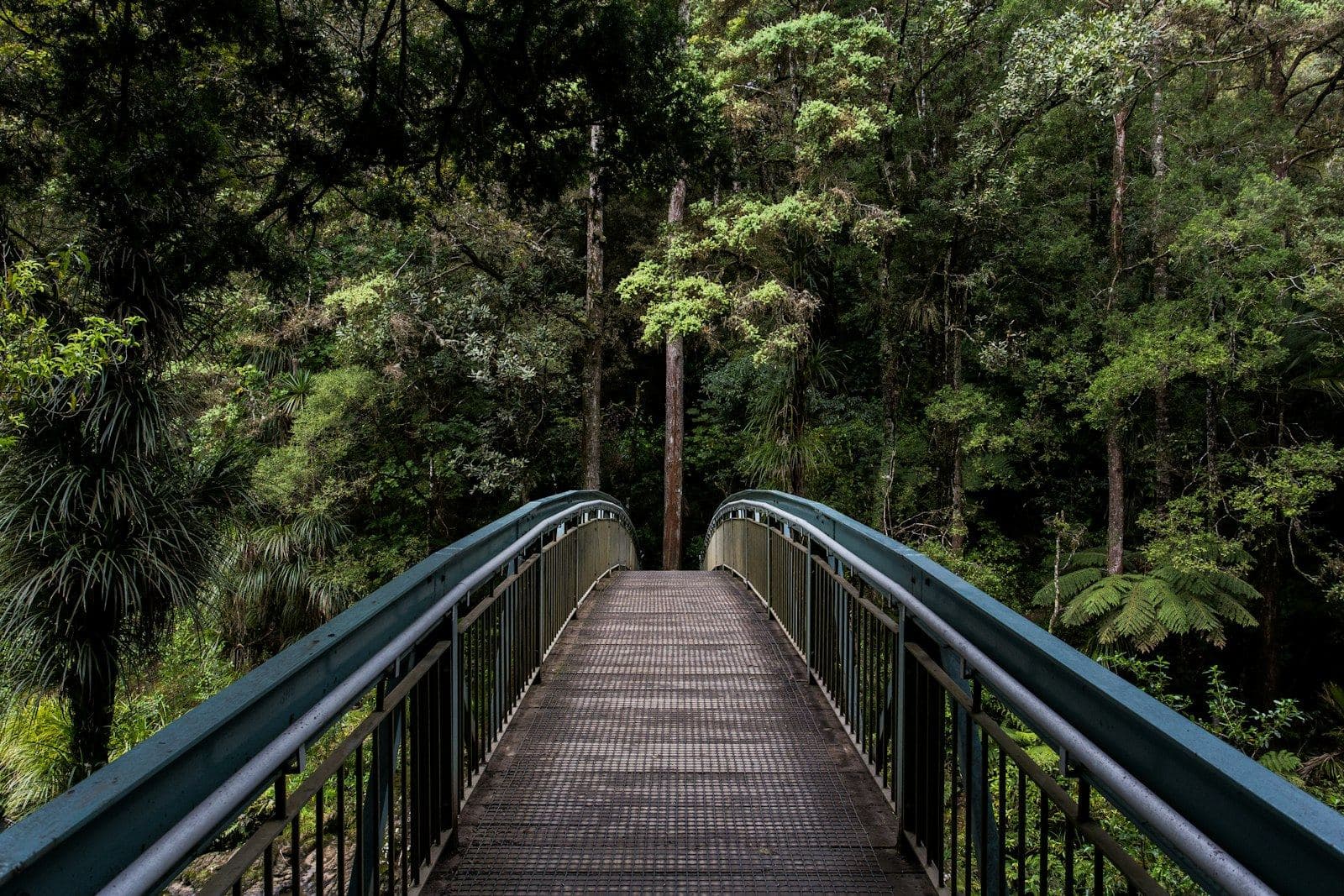 Misty rainforest canopy of the Syndicate Nature Reserve