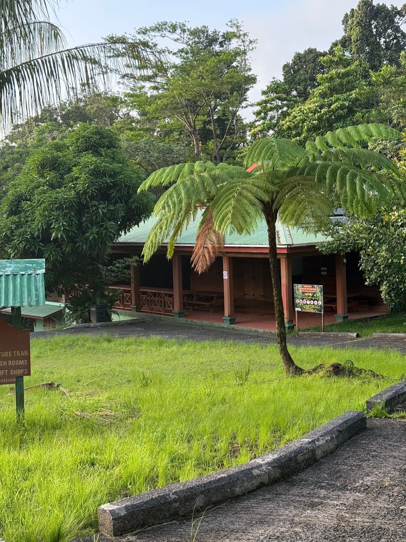 A tree fern in front of the Syndicate visitor centre