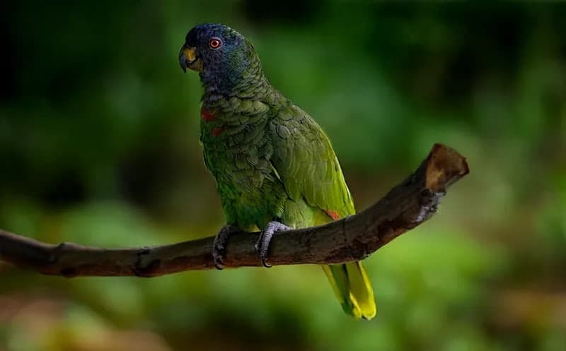 An amazon parrot perched on a branch in the rainforest