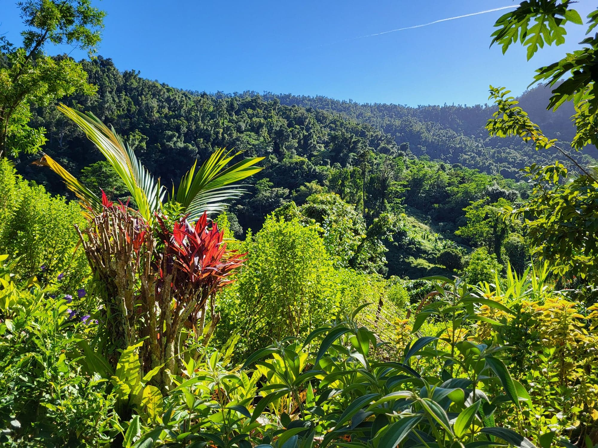 Forested hills of northern Dominica seen from the reserve