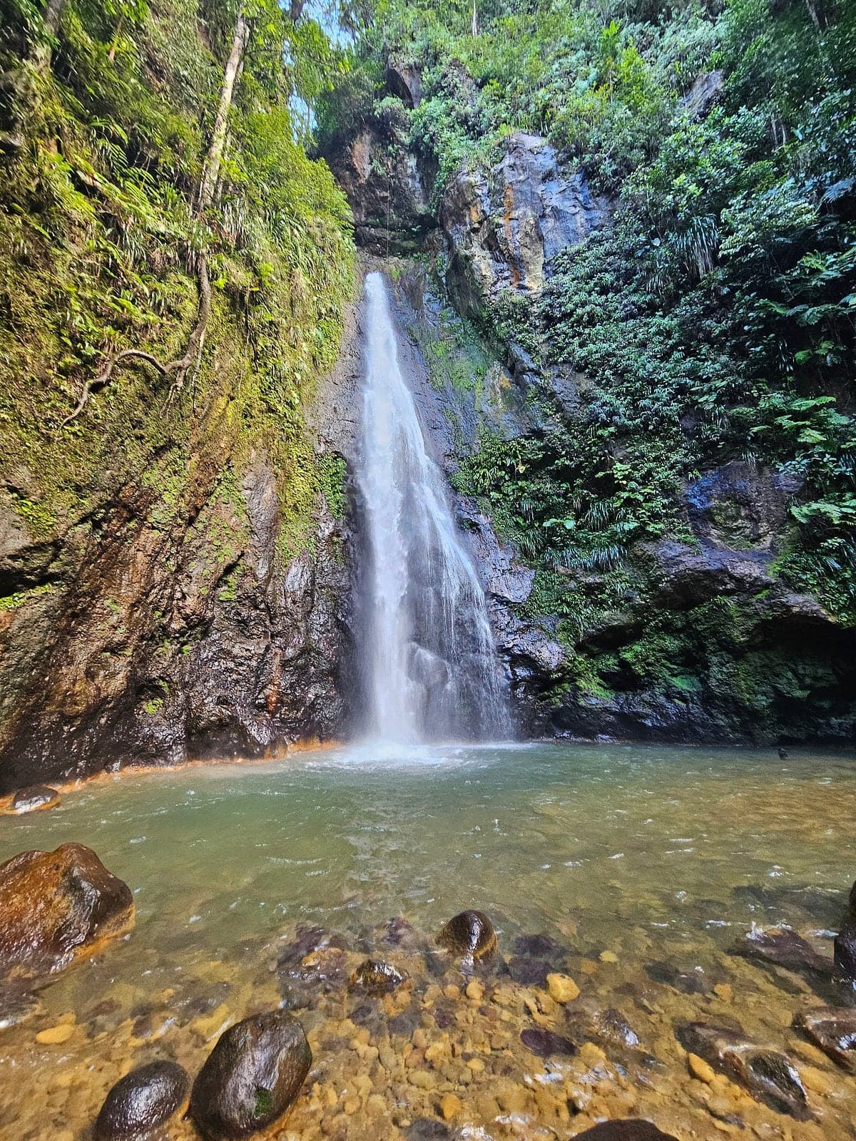 Syndicate Falls dropping into its pool in the rainforest