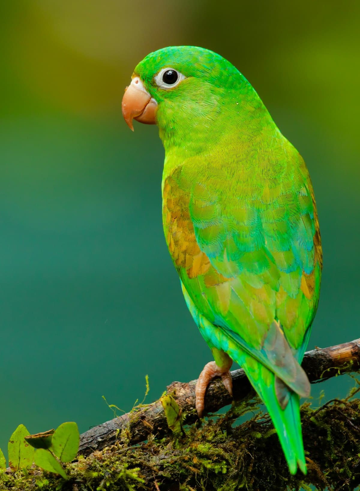 Guided Birdwatching Walk